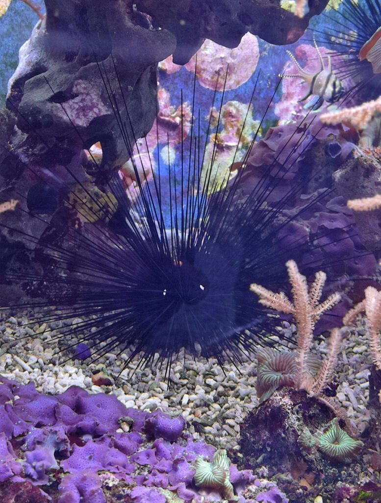 Ein Seeigel mit besonders langen Stacheln befindet sich in einem Aquarium