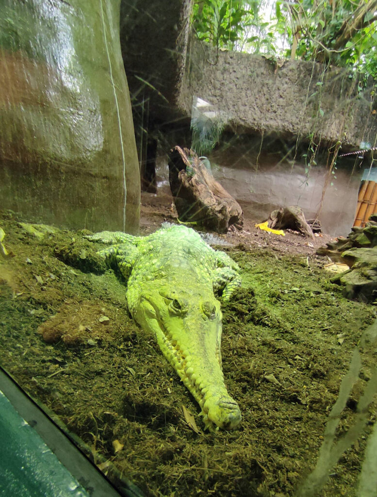 ein Krokodil liegt in einem Terrarium