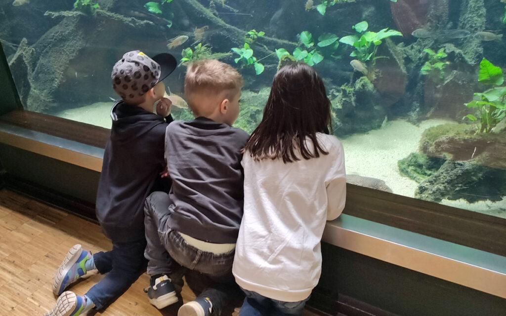 drei Kinder hocken vor einem bodentiefen Aquarium und beobachten Fische