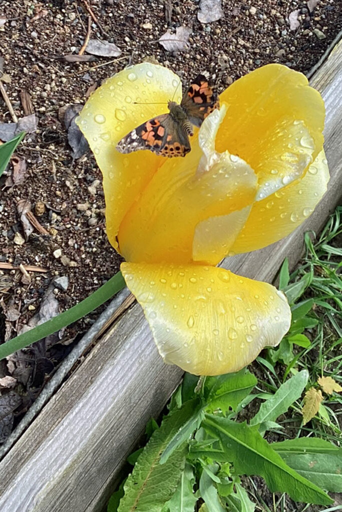 Auf einer gelben Tulpenbluete hat sich ein bunter Schmetterling niedergelassen