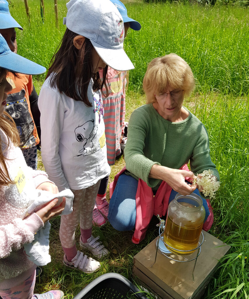 Kinder schauen zu wie Holunderblueten in ein grosses Trinkgefaess gegeben werden