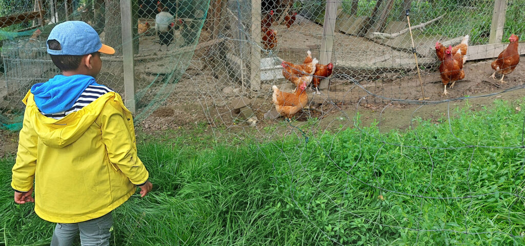 Ein Kind schaut durch Drahtzaeune in einen Huehner-Auslauf