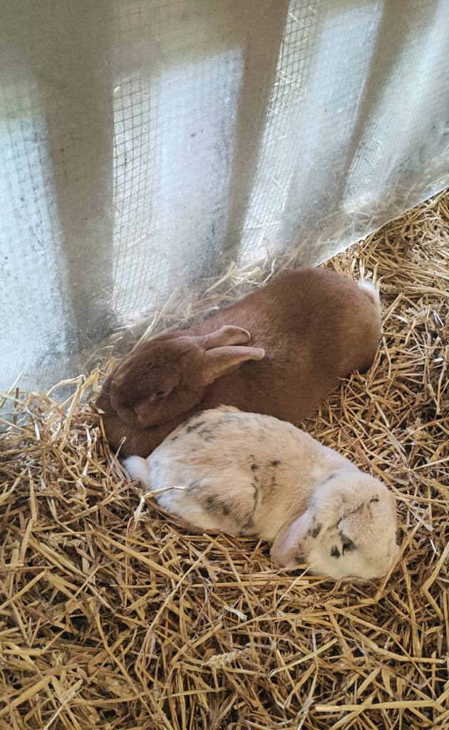 Zwei Kaninchen liegen im Stroh und schlafen oder chillen