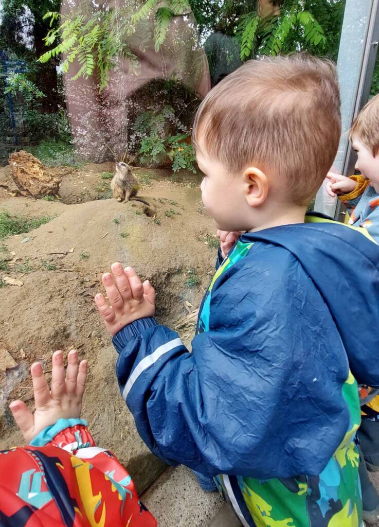 Kinder druecken ihre Haende gegen die Glasscheibe vor dem Erdmaennchen-Bereich im Tierpark