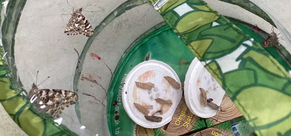Schmetterlinge krabbeln ein einer weichen Box herum im Hintergrund sind leere Puppenkoerper zu sehen