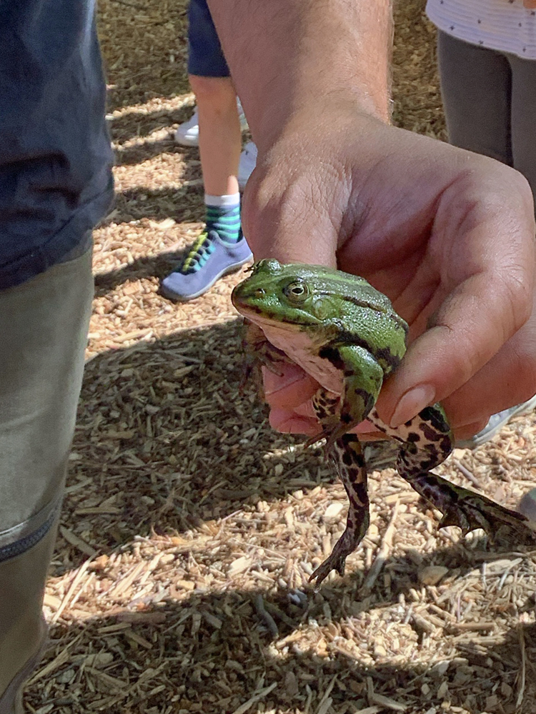Ein gruener Frosch wird von einem Menschen gehalten und gezeigt