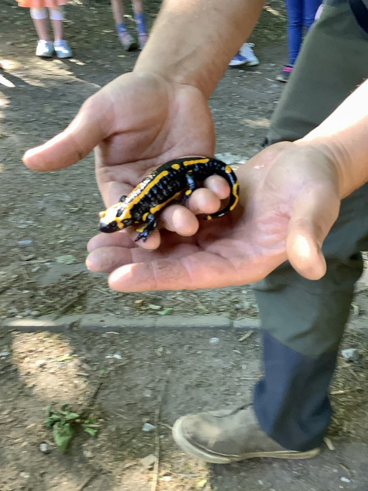 Ein Mann haelt einen Feuersalamander in den Haenden und zeigt ihn einer Kindergruppe