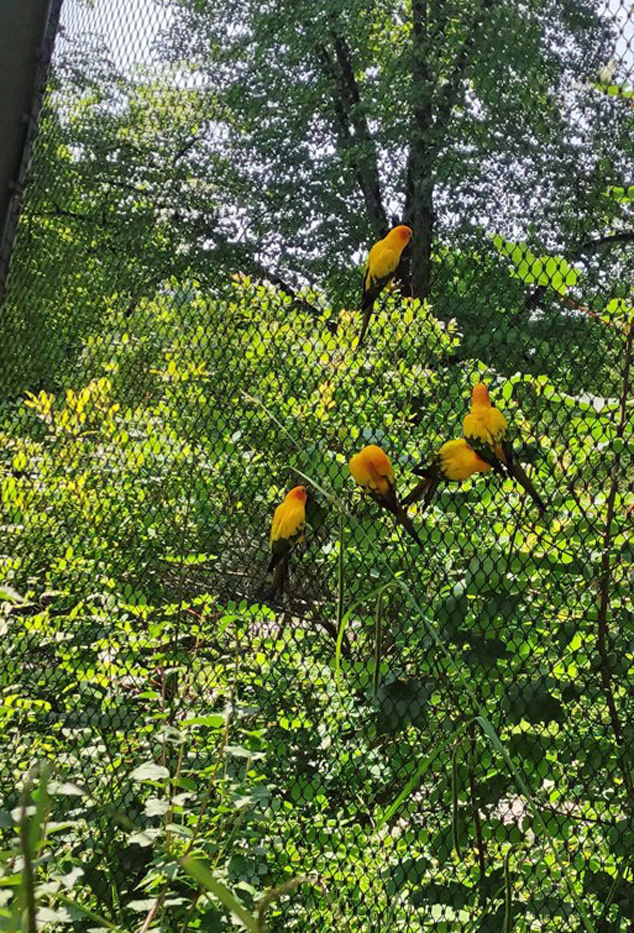 Gelbe Papageienvoegel im Zoo