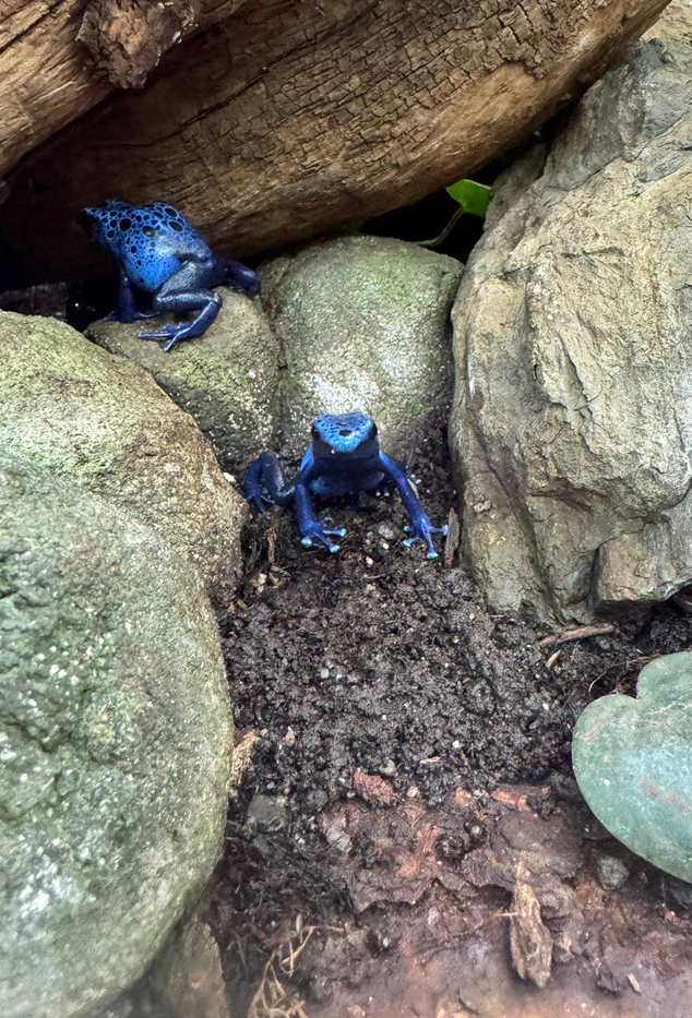 Zwei blaue Froesche im Wuppertaler Zoo