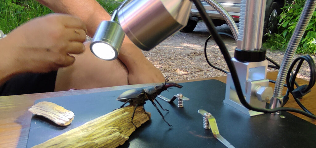 Ein Hirschkaefer befindet sich auf einem Tisch draussen in der Natur und wird von Lampen angestrahlt