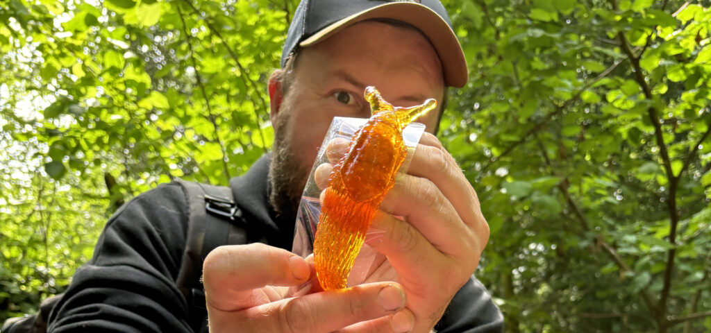 Ein Mann haelt eine grosse orangefarbene Gummischnecke in den Haenden