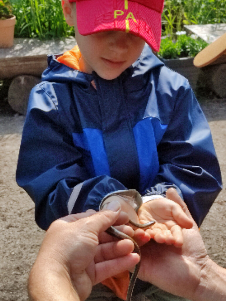 Ein Kind haelt die Haende auf und laesst sich eine kleine Blindschleiche hineinlegen