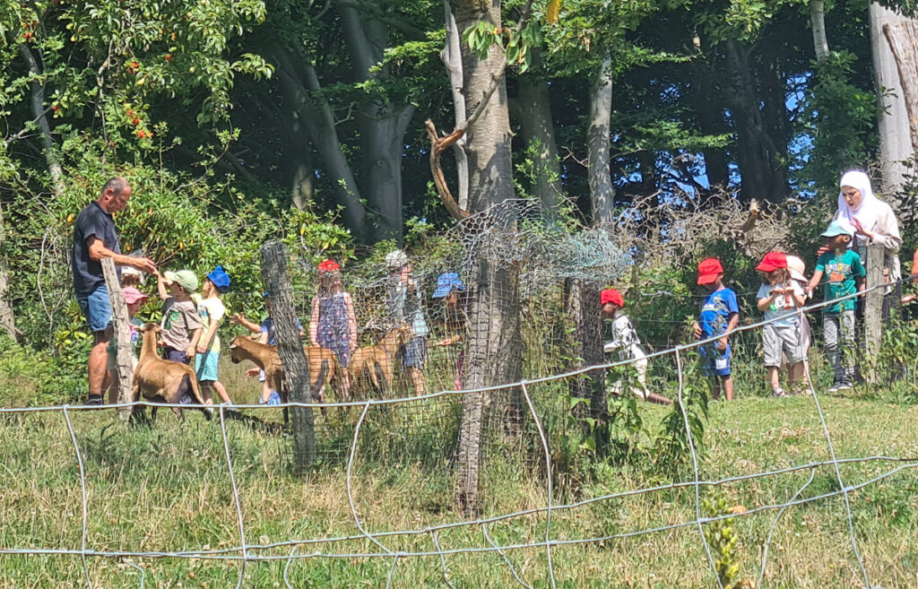 Ein Mann verteilt Tierfutter an Kinder das sie an die Schafe auf der Wiese verteilen koennen