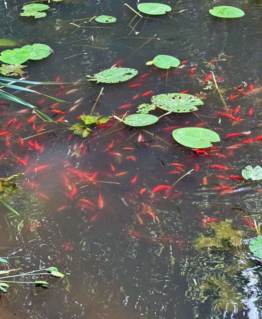 In einem Teich schwimmen viele kleine rote Fische unter gruenen Seerosenblaettern