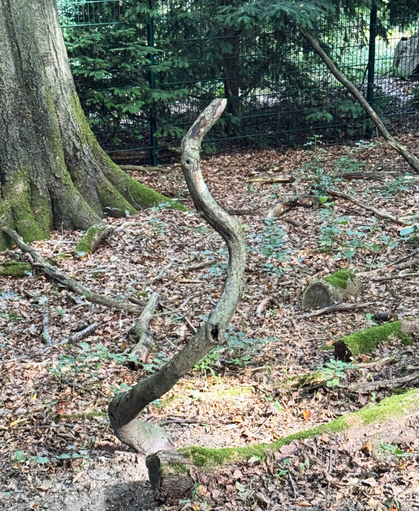 Im Wald ragt ein Ast aus dem Boden, der aussieht wie eine Schlange