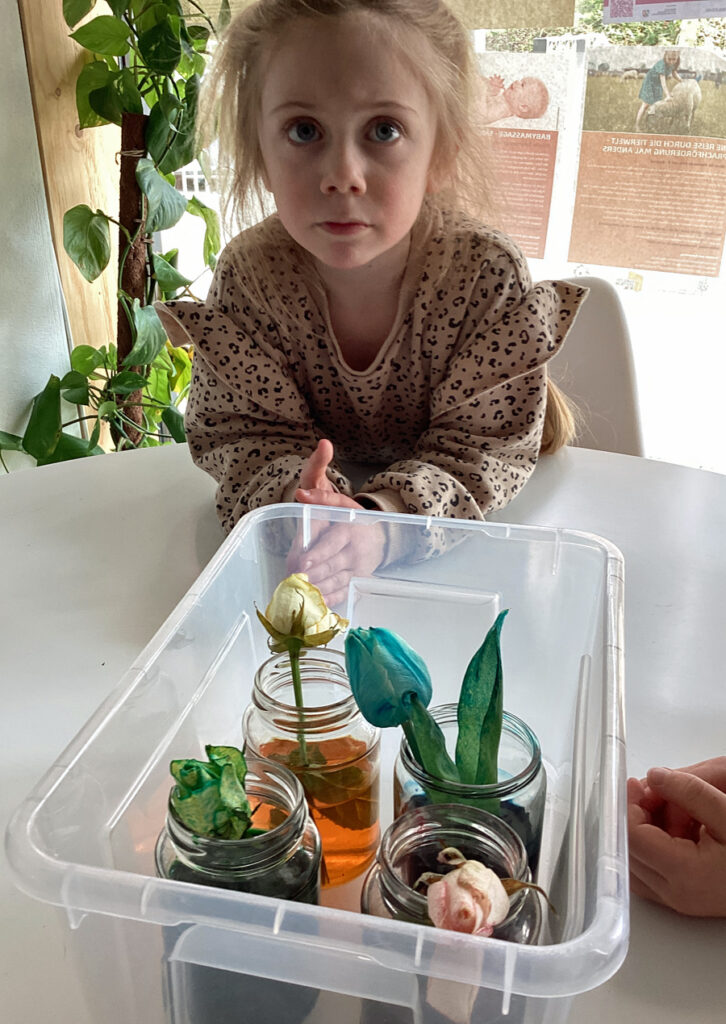 Ein Kind bestaunt vier Blumen in vier Glaesern die nicht mehr weiss sondern bunt sind