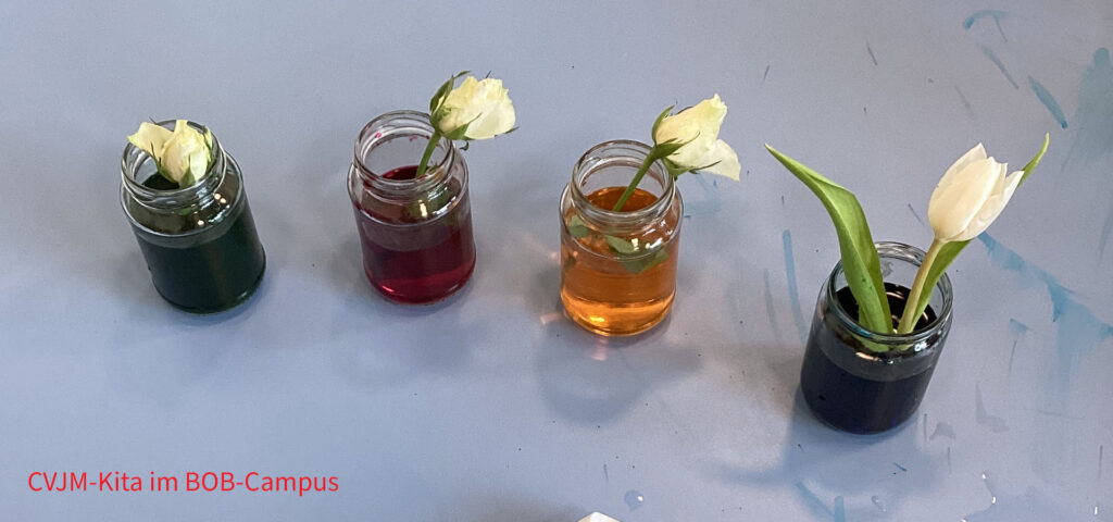 Auf dem Tisch stehen vier kleine Glasvasen darin ist farbiges wasser und darin sind weisse rosen und tulpen