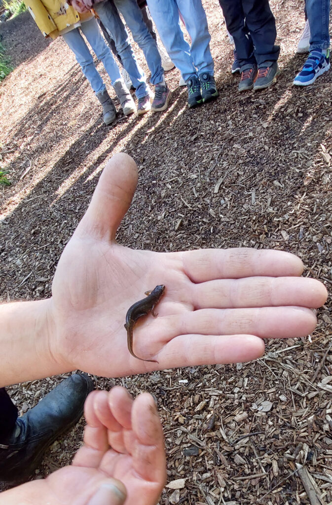 Auf einer Handinnenflaeche liegt ein dunkelbrauner Molch