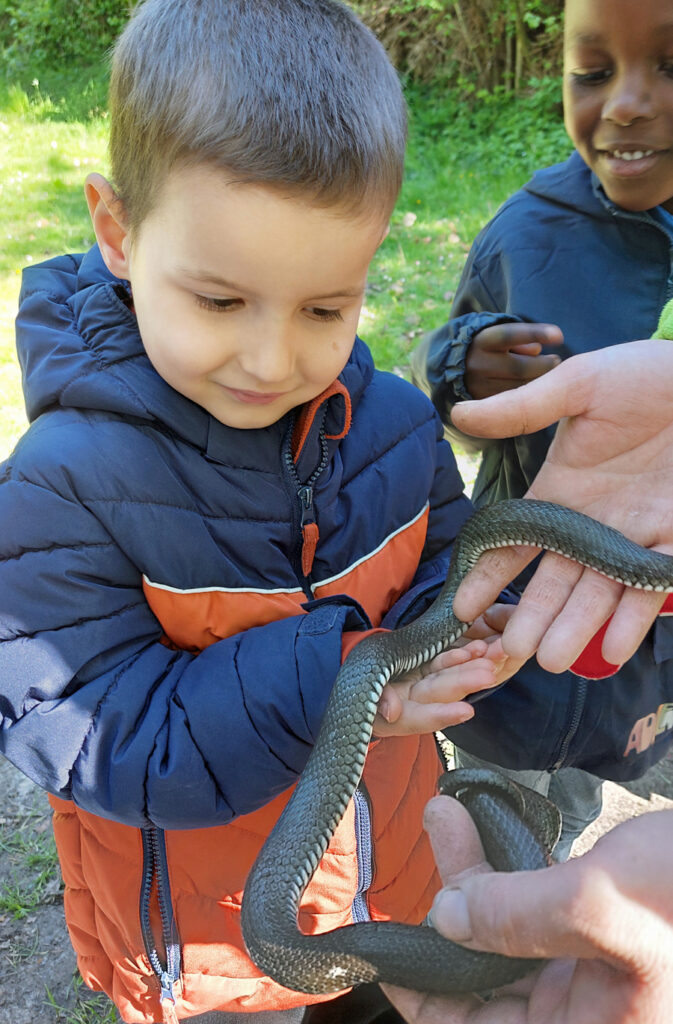 Ein Kind haelt eine grau-weisse Schlange in den Haenden und schaut sie fasziniert an