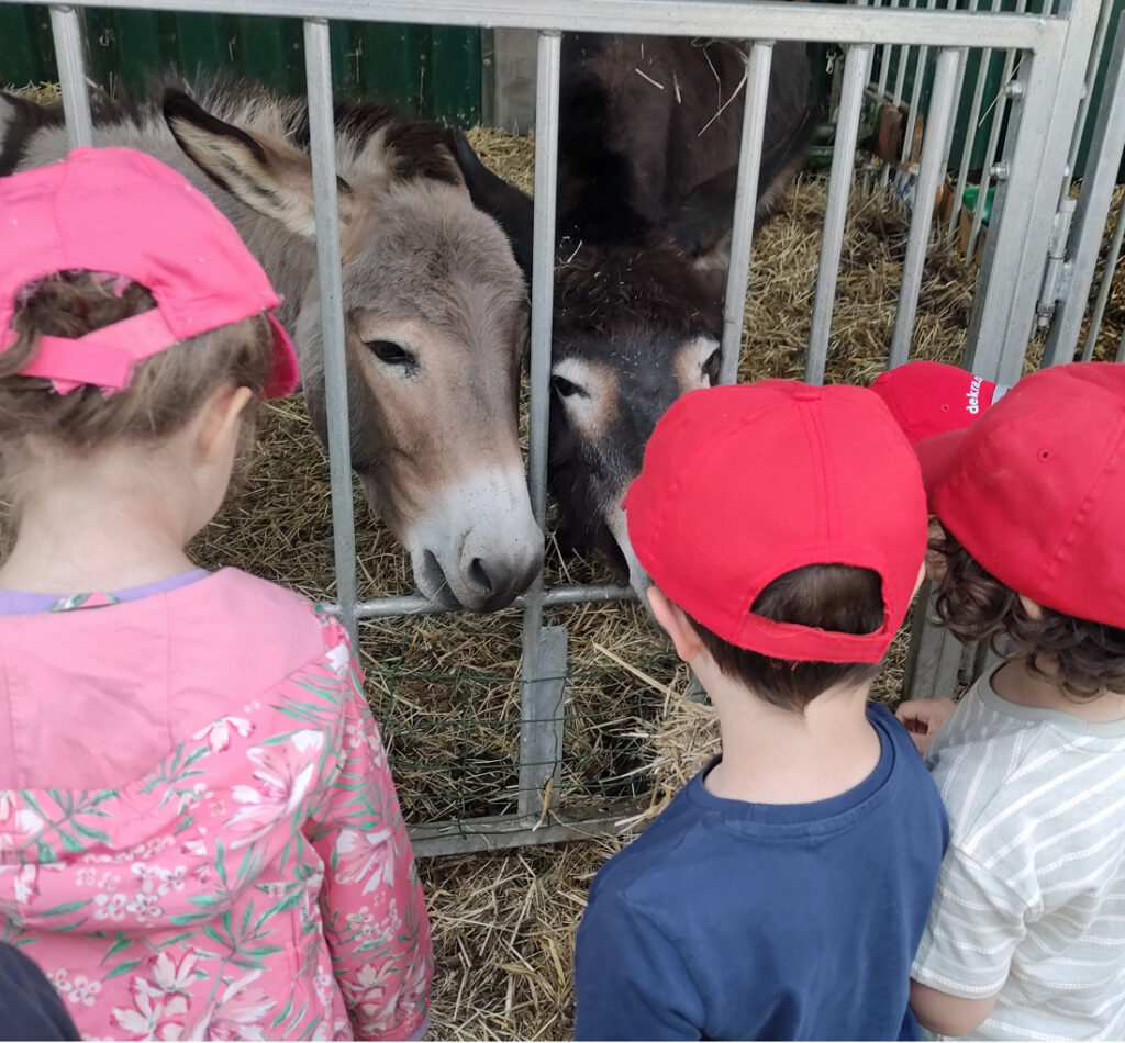 Kinder mit roten Kappen stehen vor einem Gatter und dahinter sind zwei Esel