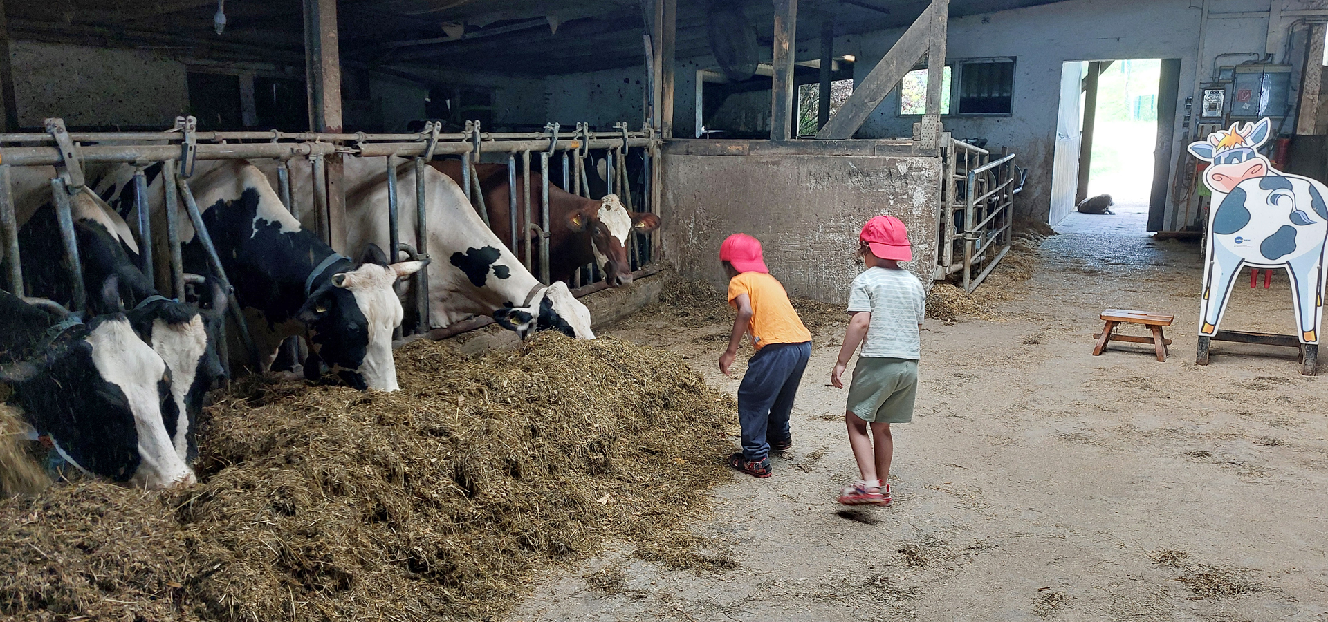 Kinder stehen im Stall neben Rindern, die gerade fressen