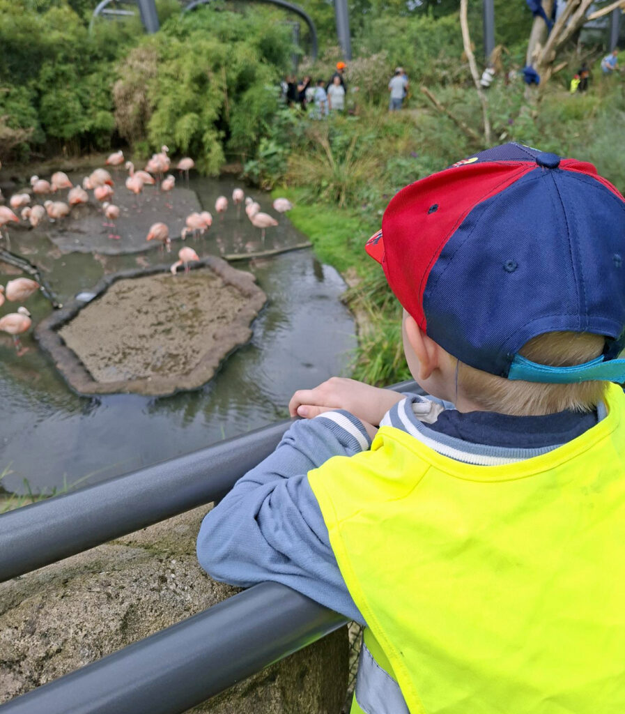 Ein Kind steht an einem Gelaender und schaut zu einem Teich mit Flamingos